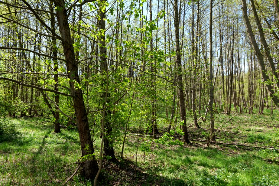 Wehrdamm Mellensee Kleiner Wünsdorfer See 2021-05-09 01