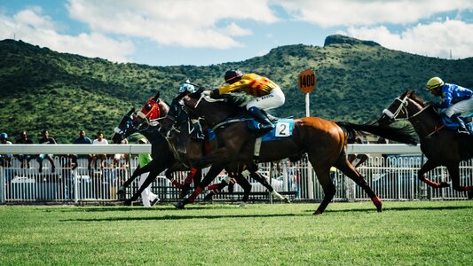 Animal horse racing photo