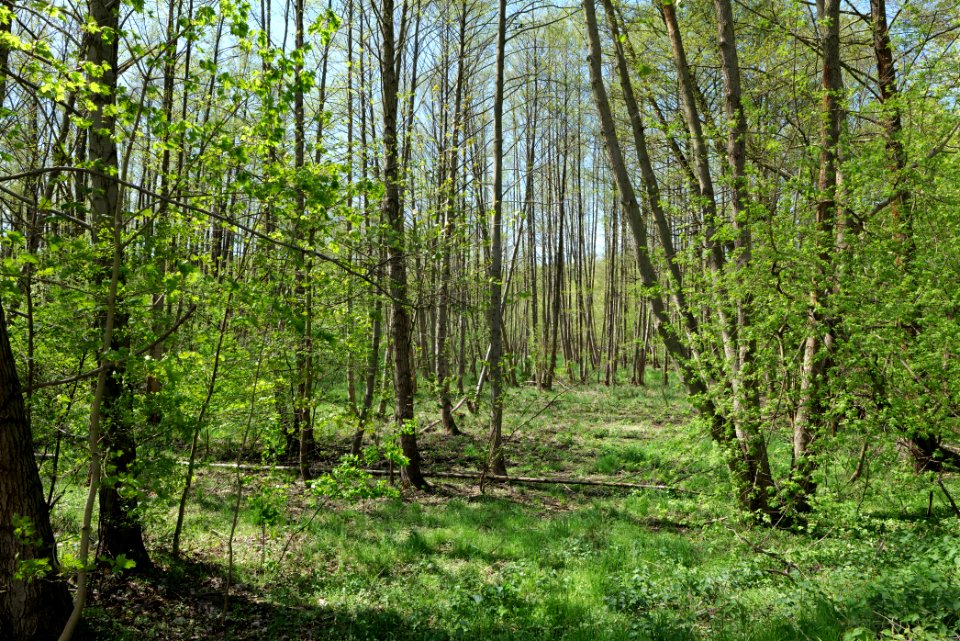 Wehrdamm Mellensee Kleiner Wünsdorfer See 2021-05-09 03