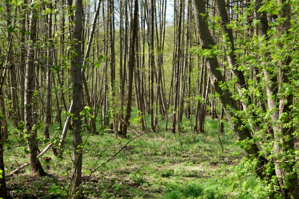 Wehrdamm Mellensee Kleiner Wünsdorfer See 2021-05-09 05