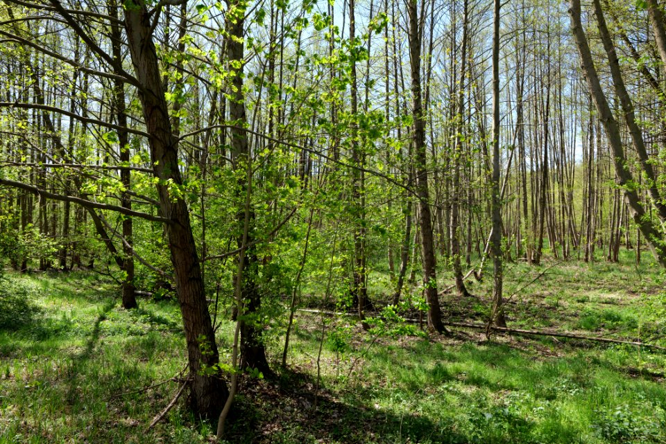 Wehrdamm Mellensee Kleiner Wünsdorfer See 2021-05-09 02