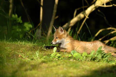 Wildlife lawn fox photo