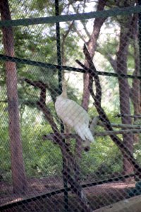 White Peacock at Indroda