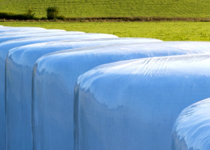 White silage bales in Brastad 12
