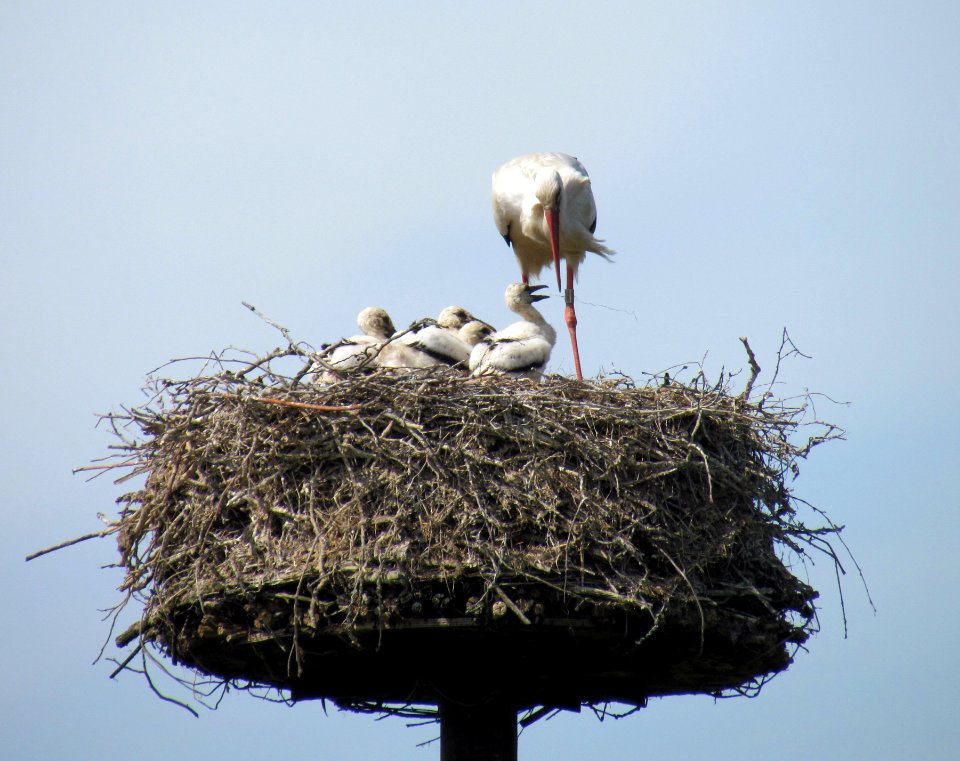 White storks in Dutch nest