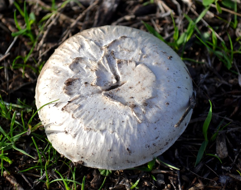 White Mushroom Catalina Island