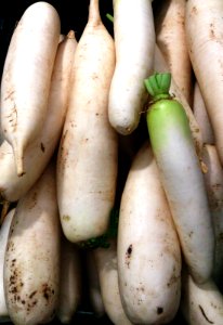 White radish photo