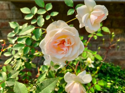 White Rose (at Ranaghat)