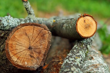 Tree log bark firewood photo