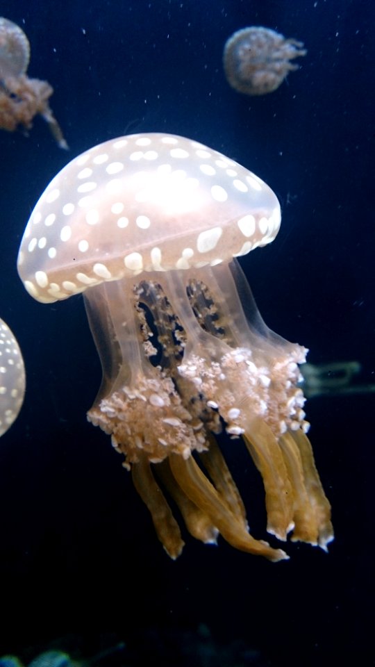 White spotted jellyfish