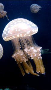 White spotted jellyfish photo