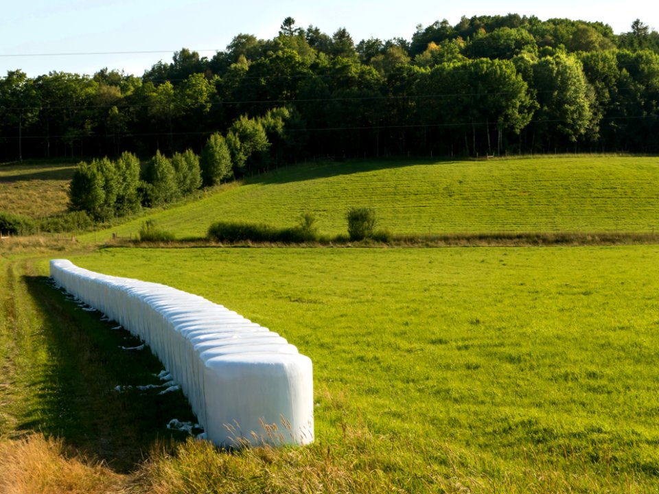 White silage bales in Brastad 1