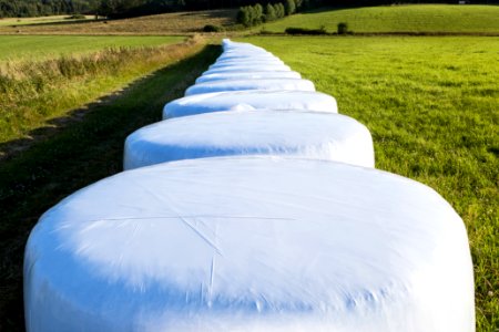 White silage bales in Brastad 10