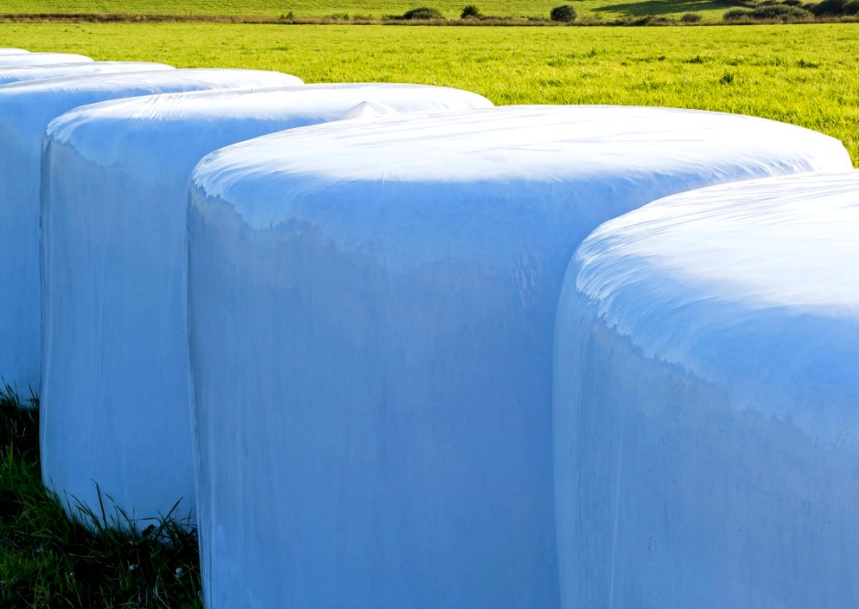 White silage bales in Brastad 11
