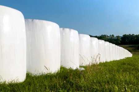 White silage bales in Brastad 6