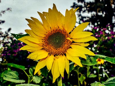 Flower spring bright