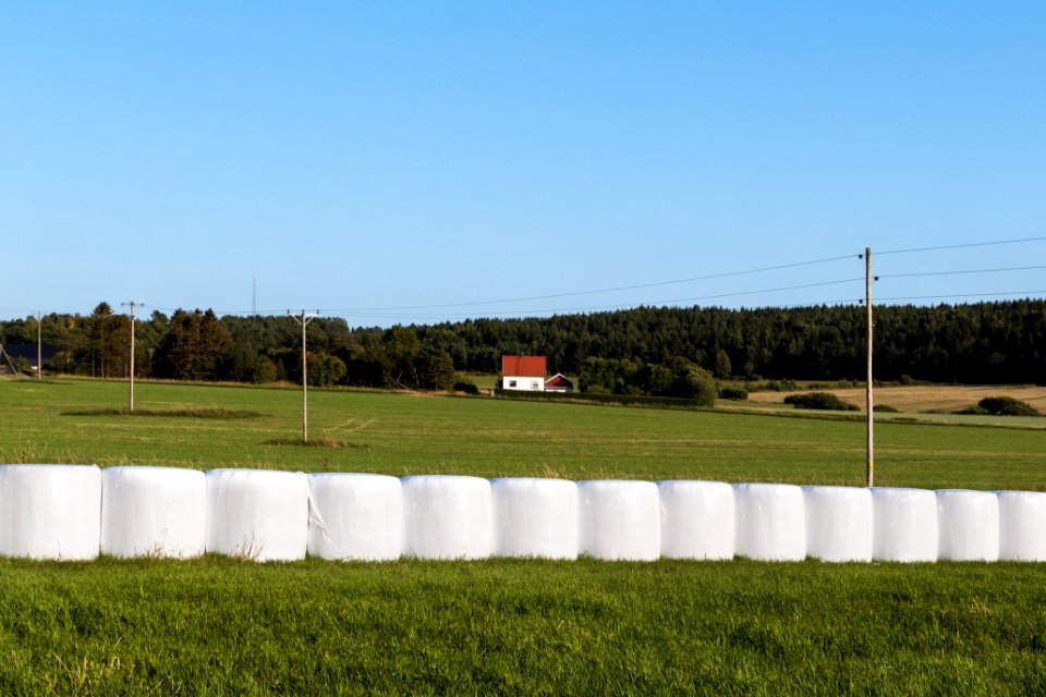White silage bales in Brastad 7