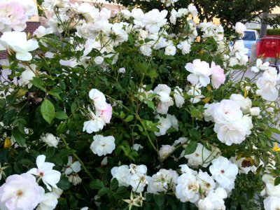 White Roses (151883945) photo