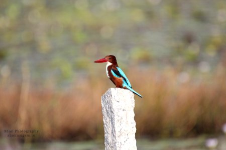 White Throated Kingfisher (182116649)