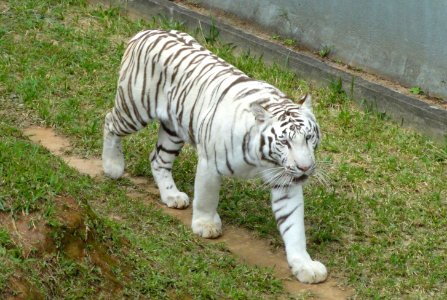 White tiger - Jardim Zoológico de Brasília - DSC09997