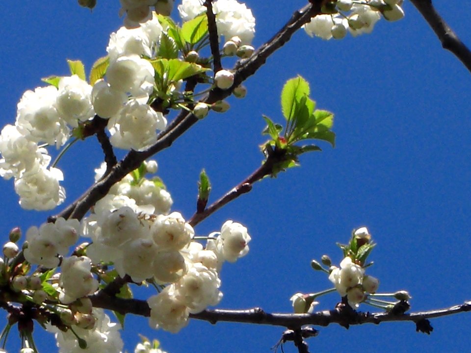 White blooming cherry tree