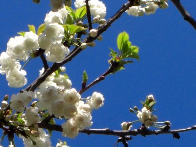 White blooming cherry tree