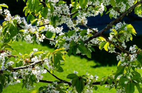 White cherry blossoms on day seven