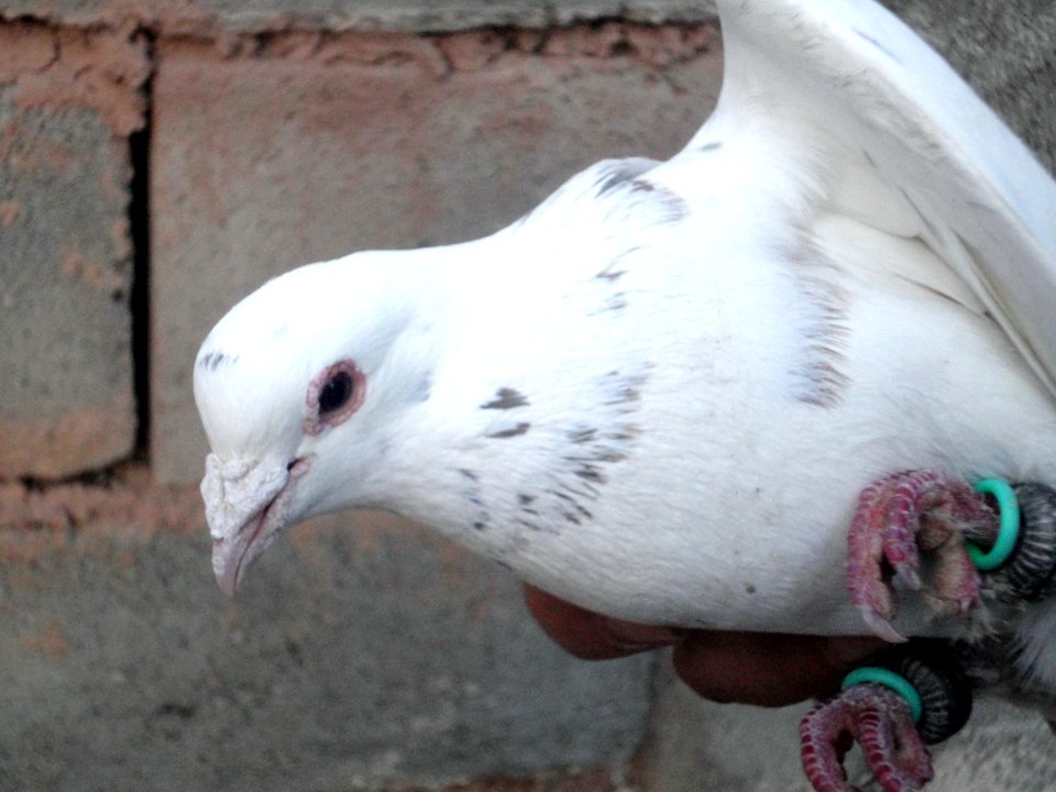 White dove - Ma'dan - Nishapur
