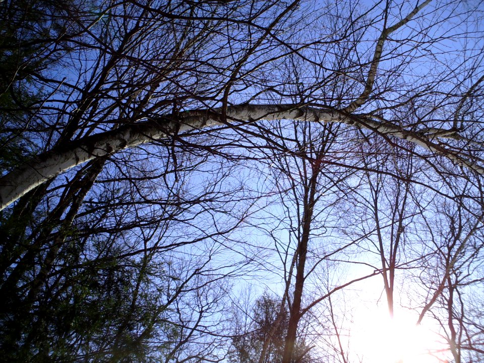 White Birch