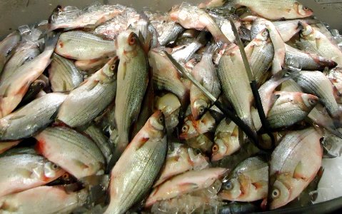 White Bass at Asian supermarket in New Jersey