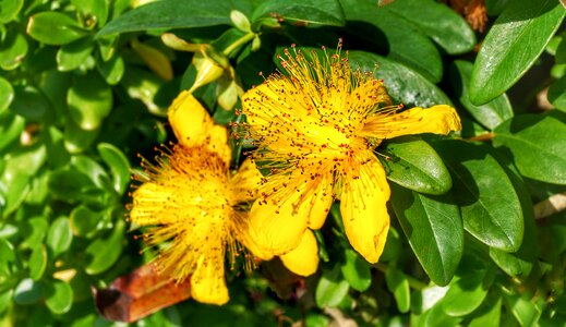 Yellow orange flora