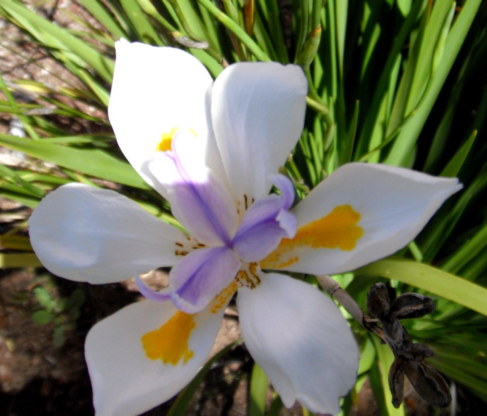 White flower with blue and yellow