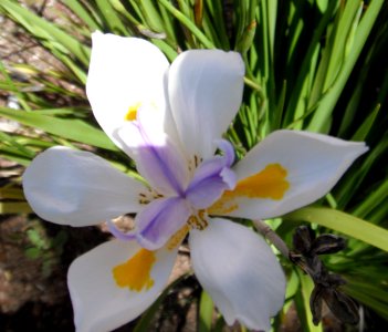 White flower with blue and yellow