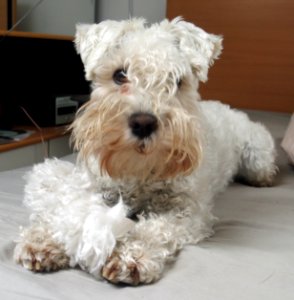 White dog playing with a dusting broom