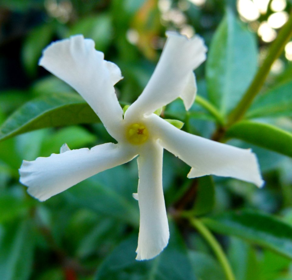 White flower 3 in 14th