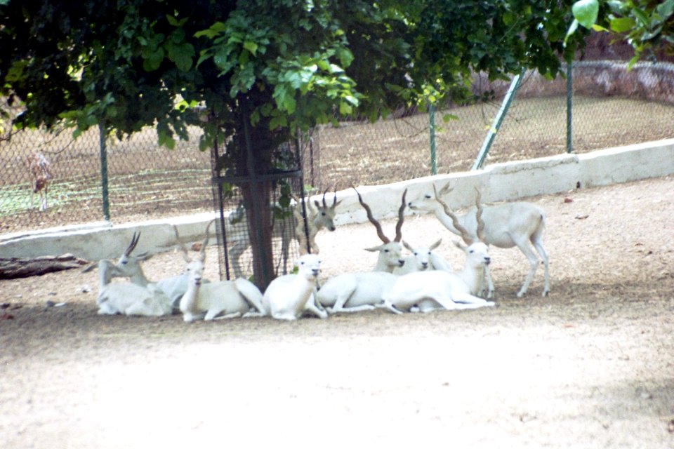 White Deer at Indroda