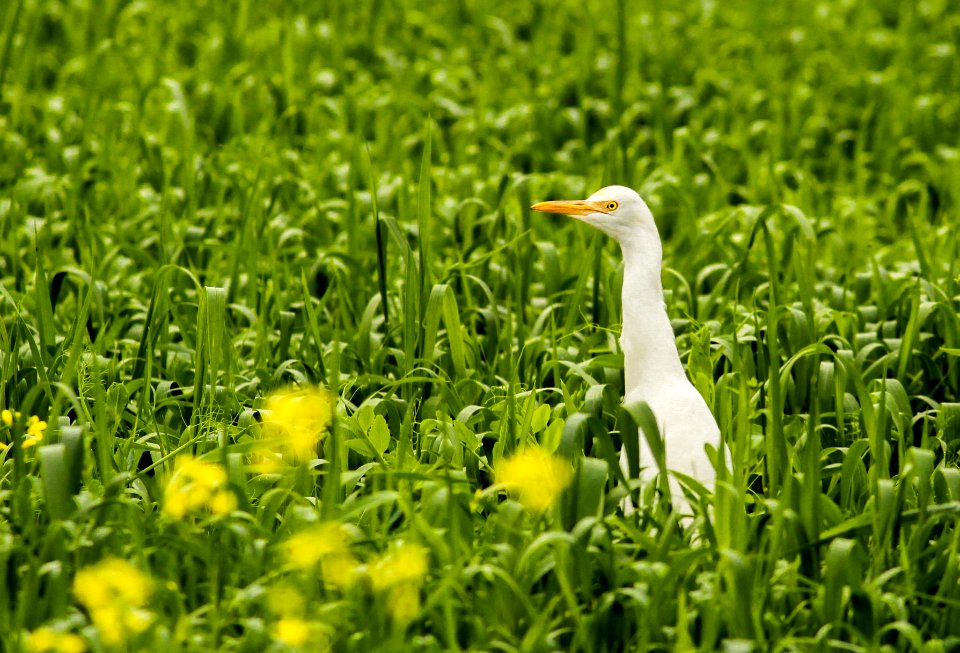 White egret in green land