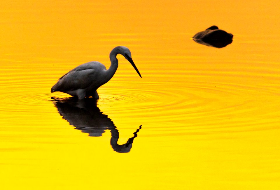 White egret during sunset