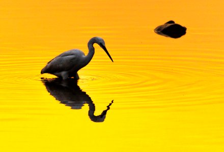 White egret during sunset