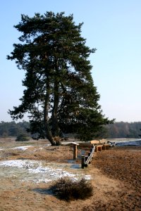 Westruper Heide winter scenery (03)