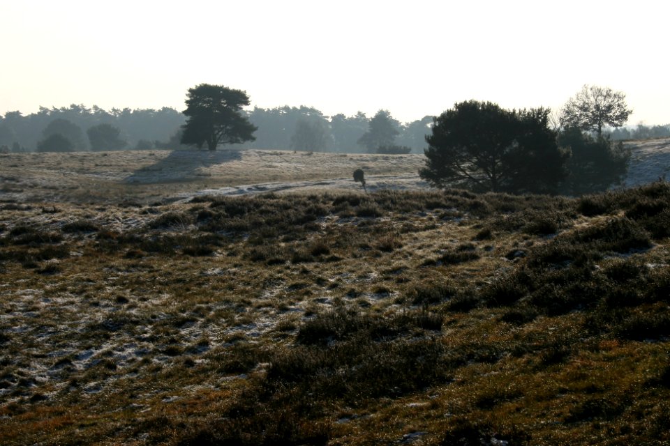 Westruper Heide winter scenery (04)