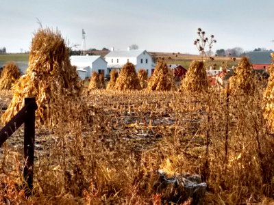 Weston Amish corn shocks photo