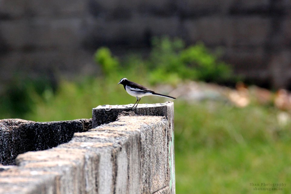 White Browed Wagtail (184578051)