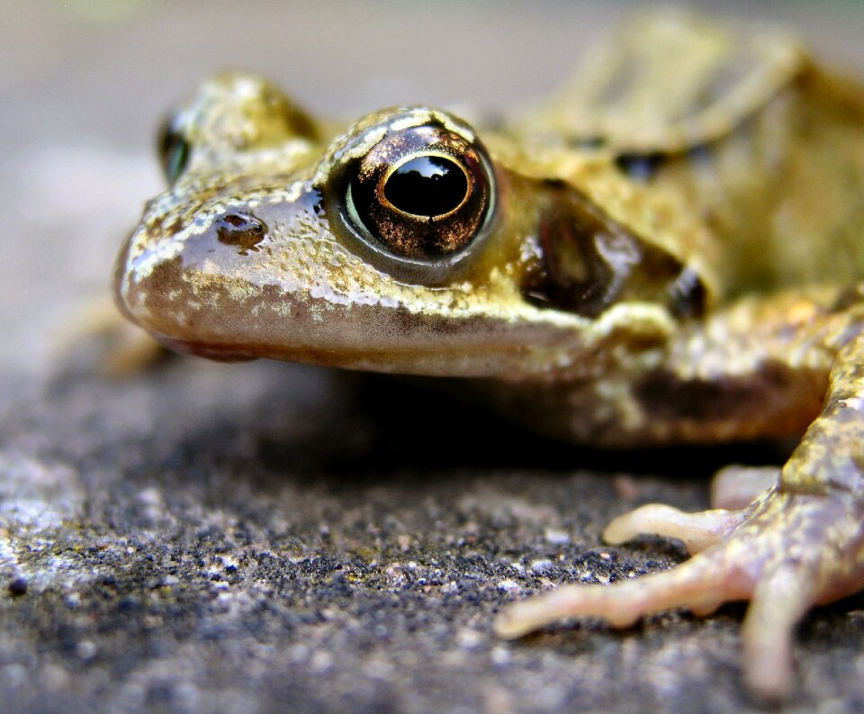 Amphibian animal pondlife