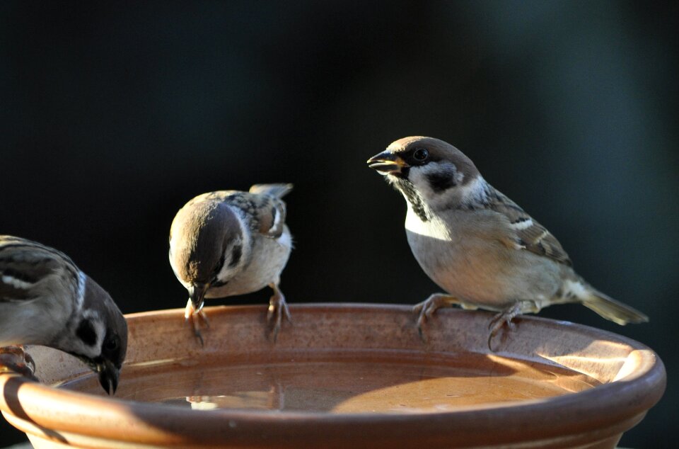 Bird animal world nature