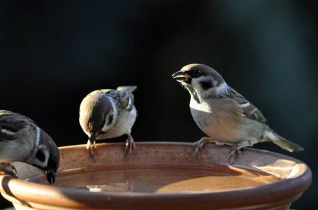 Bird animal world nature