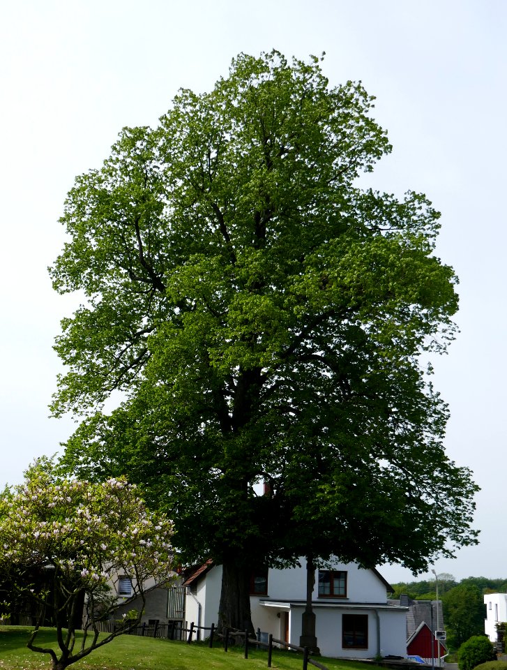 Wewelsburg - Linde am Schürenberg