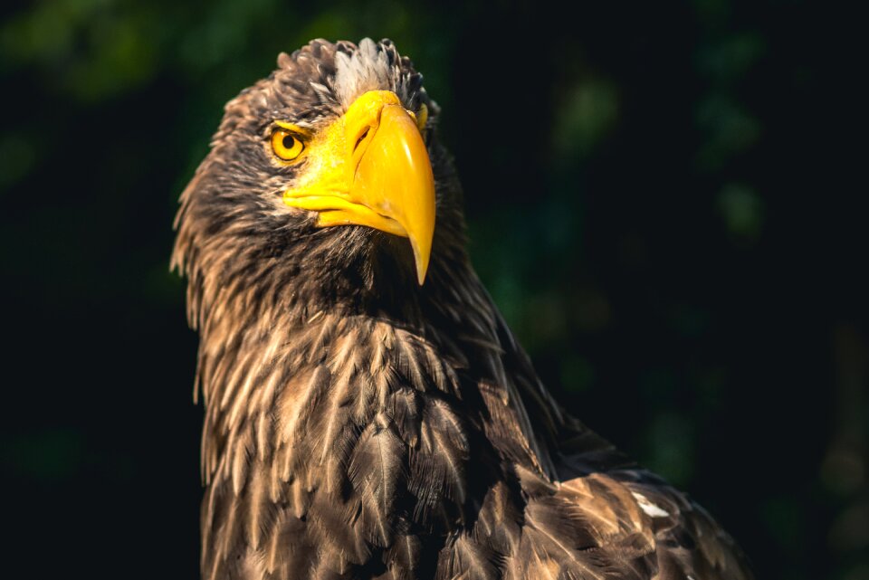 Animals species birds