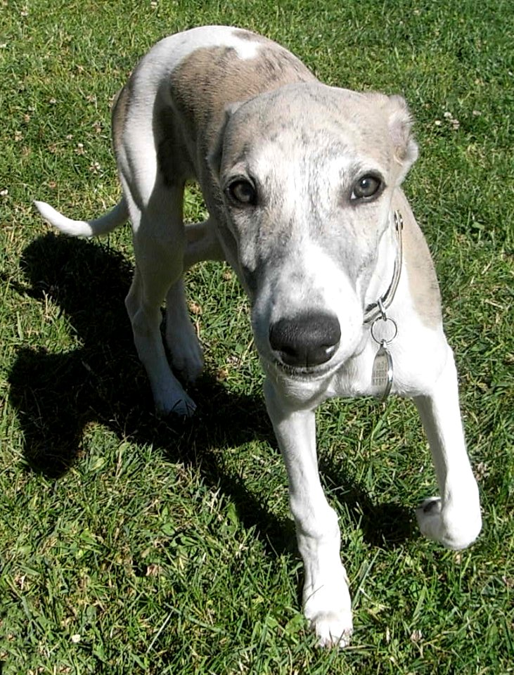 Whippet male brindle 4 photo