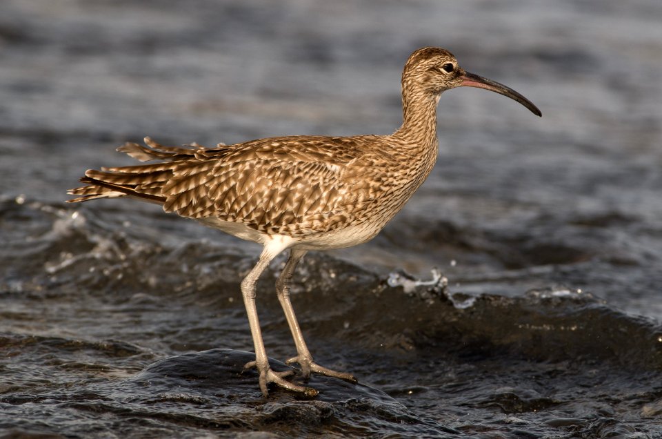 Whimbrel (Fuerteventura)